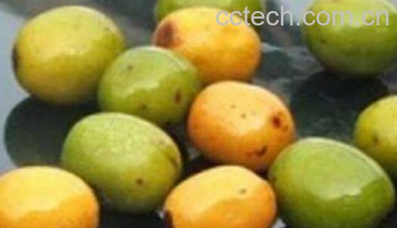 五眼果的功效与作用及禁忌-1