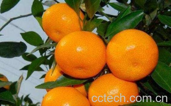 冰糖蜜橘的功效与作用-0