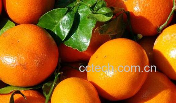 冰糖蜜橘的功效与作用-1