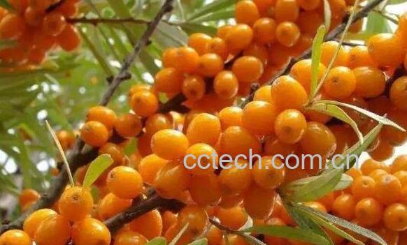 藏沙棘的功效与作用-0