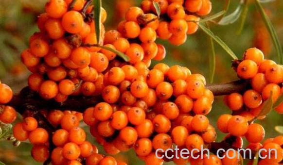 藏沙棘的功效与作用-1