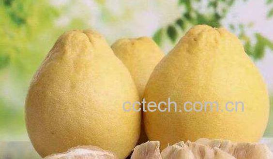 药柚子的功效与作用-1