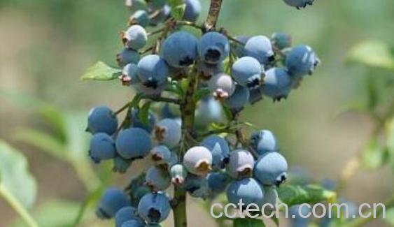 蓝莓根的功效与作用 吃蓝莓的好处-1