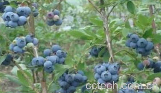 蓝莓根的功效与作用 吃蓝莓的好处-0