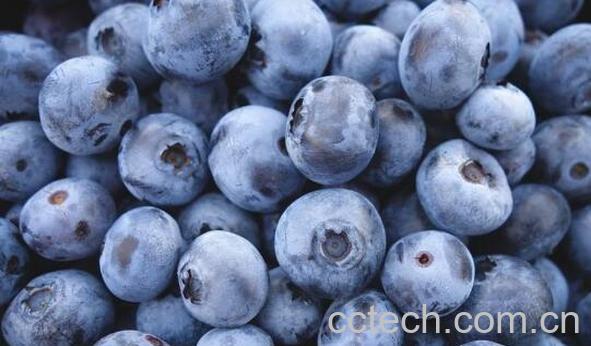 进口蓝莓的功效与作用	-0