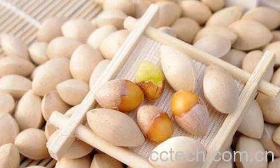 白果散的功效与作用及药用价值-1