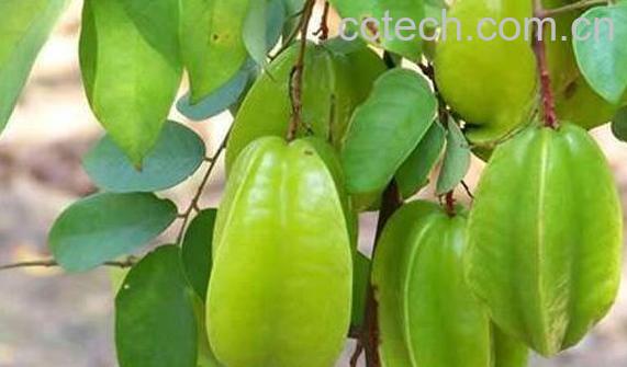 杨桃的功效与作用有哪些-0