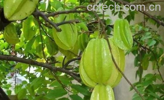 杨桃的功效与作用有哪些-1