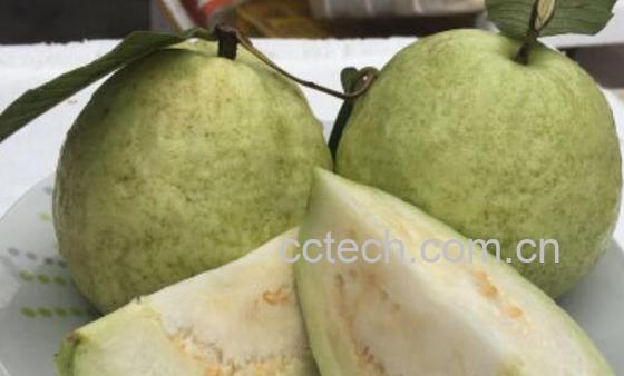 珍珠芭乐怎么吃 珍珠芭乐的食用方法-1