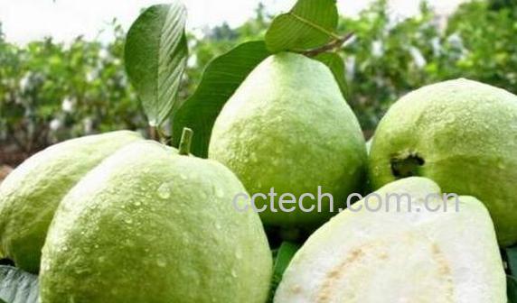 珍珠番石榴有什么功效 石榴怎么吃图解法-1