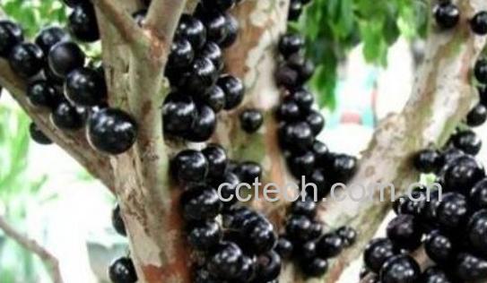 树葡萄的功效与作用及禁忌-0