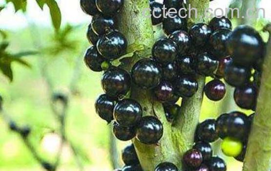 树葡萄的功效与作用及禁忌-1