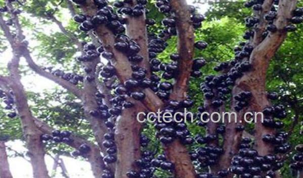 吃树葡萄的好处与坏处-0