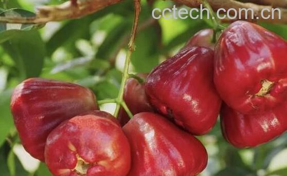 洋蒲桃的功效与作用及药用价值-1