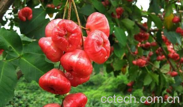 洋蒲桃的功效与作用及药用价值-0