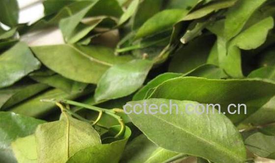 桔子叶的功效与作用及副作用-0