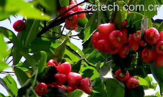 洋蒲桃怎么吃 洋蒲桃的食用方法-0