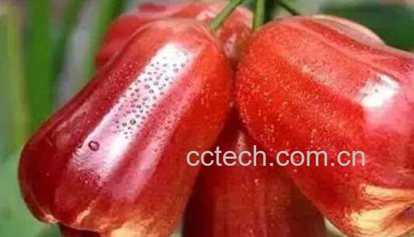 洋蒲桃怎么吃 洋蒲桃的食用方法-1