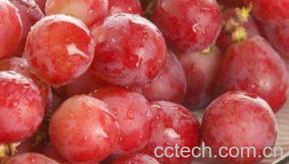 提子籽的功效与作用及禁忌-0