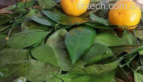 桔子叶的功效与作用及副作用-1