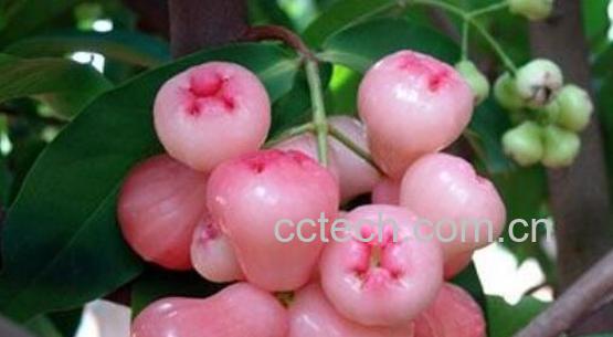 莲雾果的功效与作用 莲雾果怎么吃-0