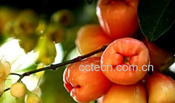 莲雾果的功效与作用 莲雾果怎么吃-1