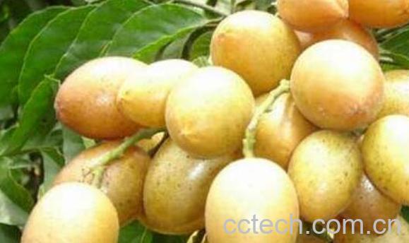 腌黄皮果如何做 腌黄皮果的窍门-0