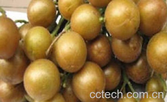 腌黄皮果如何做 腌黄皮果的窍门-1