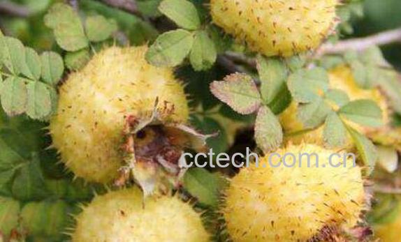 刺梨头的功效和作用-0