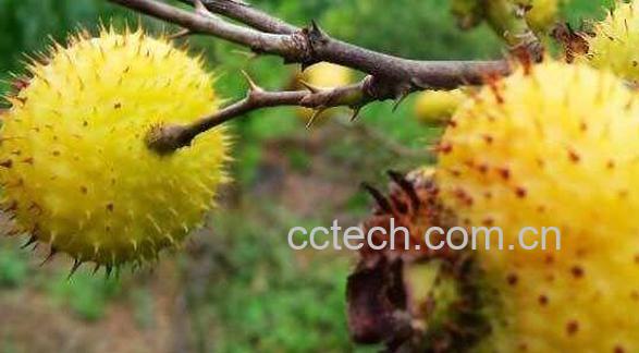 刺梨头的功效和作用-1