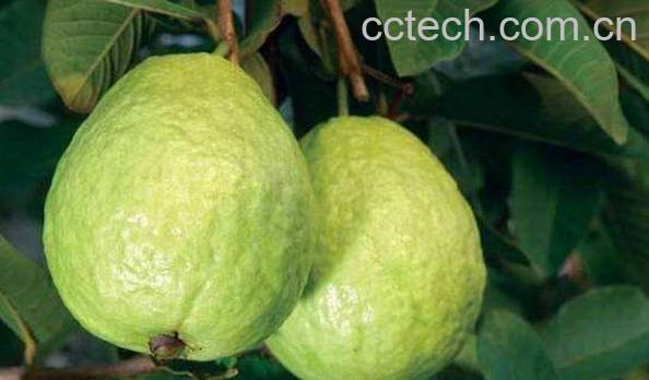 青番石榴怎么吃 青番石榴的食用方法-1