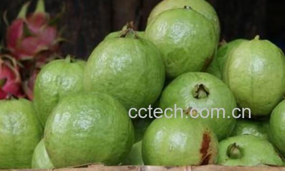 青番石榴的功效与作用-0