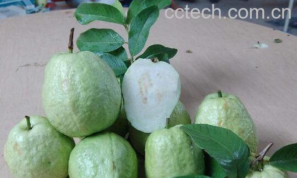 青番石榴的功效与作用-1