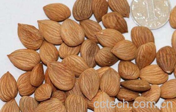 桃仁和杏仁的区别-1