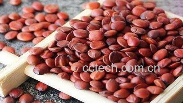 酸枣仁的功效与作用 酸枣仁的危害-1