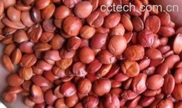 什么人不适合吃酸枣仁 酸枣仁的副作用-0