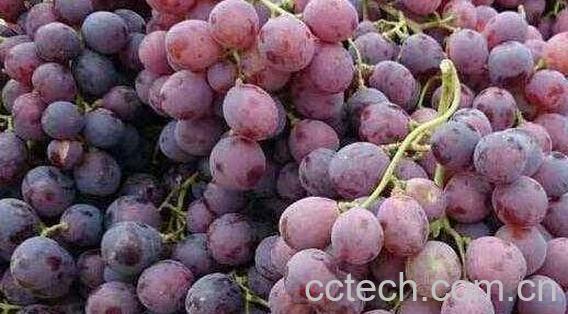 提子皮的功效与作用 提子皮可不可以吃-0