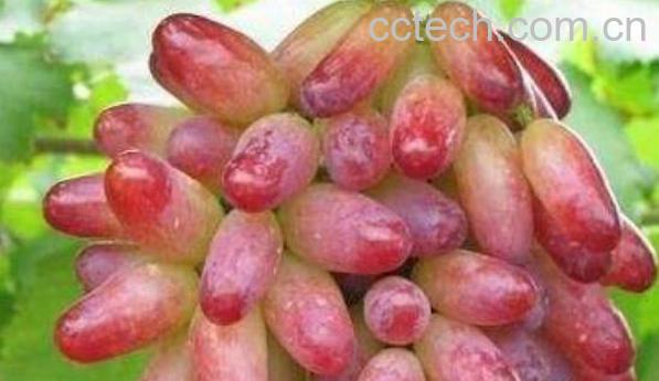 提子皮的功效与作用 提子皮可不可以吃-1