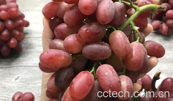 提子酒怎么做 提子酒的酿制方法-1
