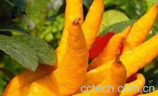 新鲜佛手怎么泡酒 新鲜佛手泡酒的好处-1