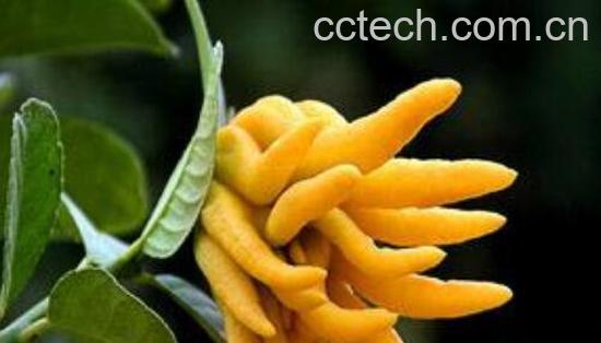 新鲜佛手怎么泡酒 新鲜佛手泡酒的好处-0