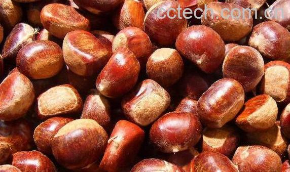 生板栗剥皮怎么剥 怎样快速剥生板栗的皮-1