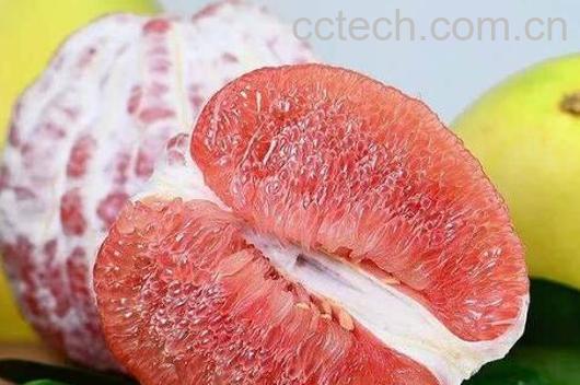 红心文旦柚的功效与作用-1