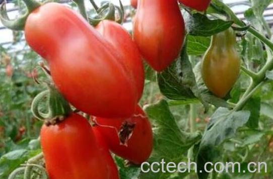 奶柿子和柿子的区别 奶柿子的吃法-0