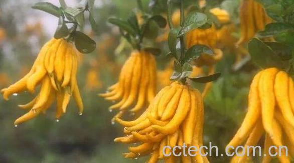 佛手柑的功效与作用 佛手柑怎么吃-0