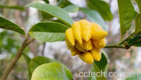 佛手柑的功效与作用 佛手柑怎么吃-1