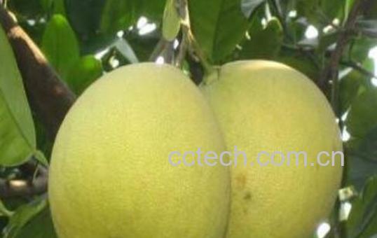 度尾文旦柚的功效与作用-0