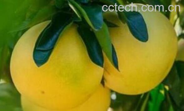 台湾文旦柚的功效与作用-1