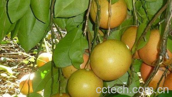 台湾文旦柚的功效与作用-0