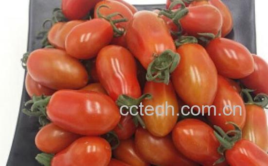  奶柿子和圣女果的区别 吃奶柿子的好处-1